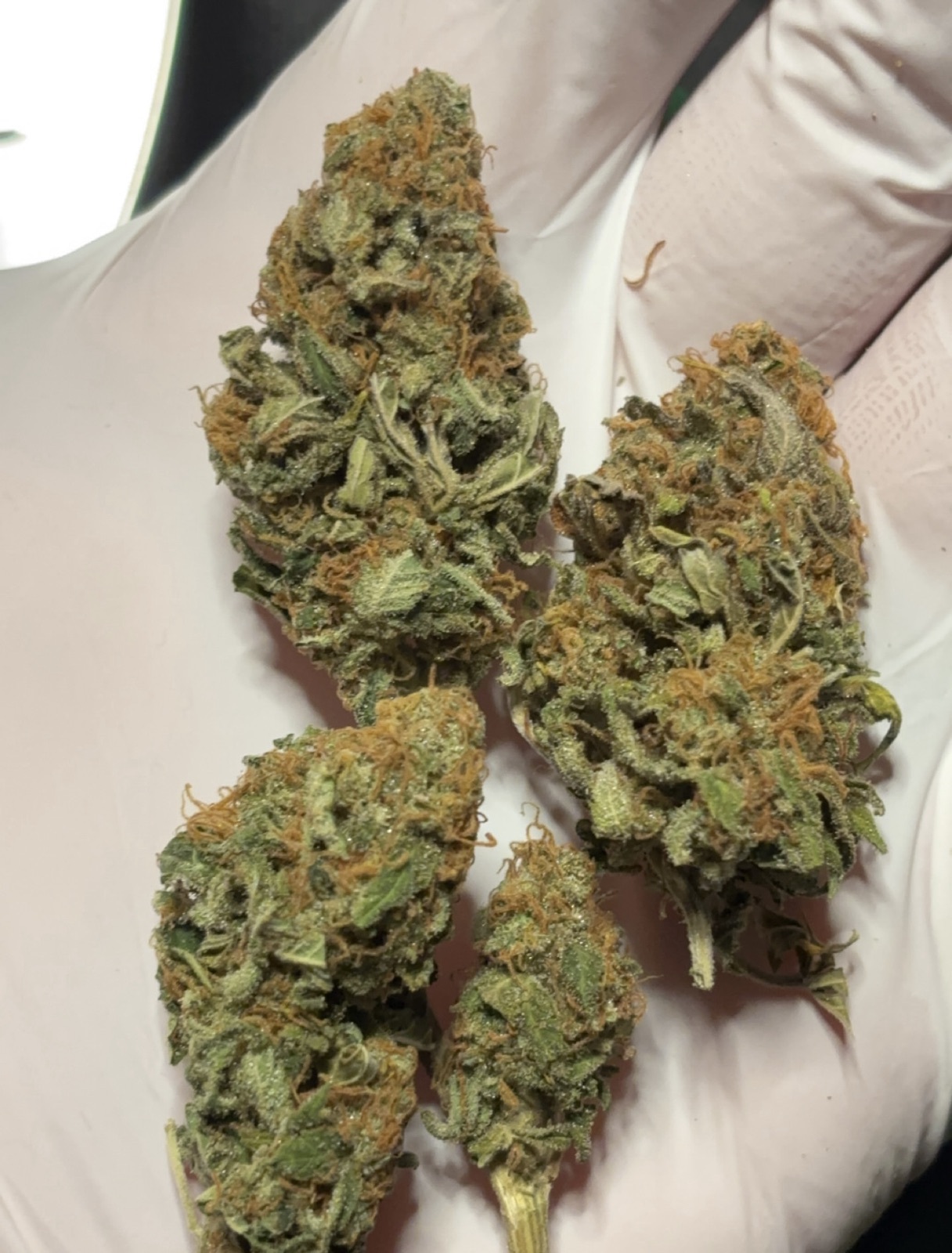 Tropicana Cookies Indoor 🇩🇪