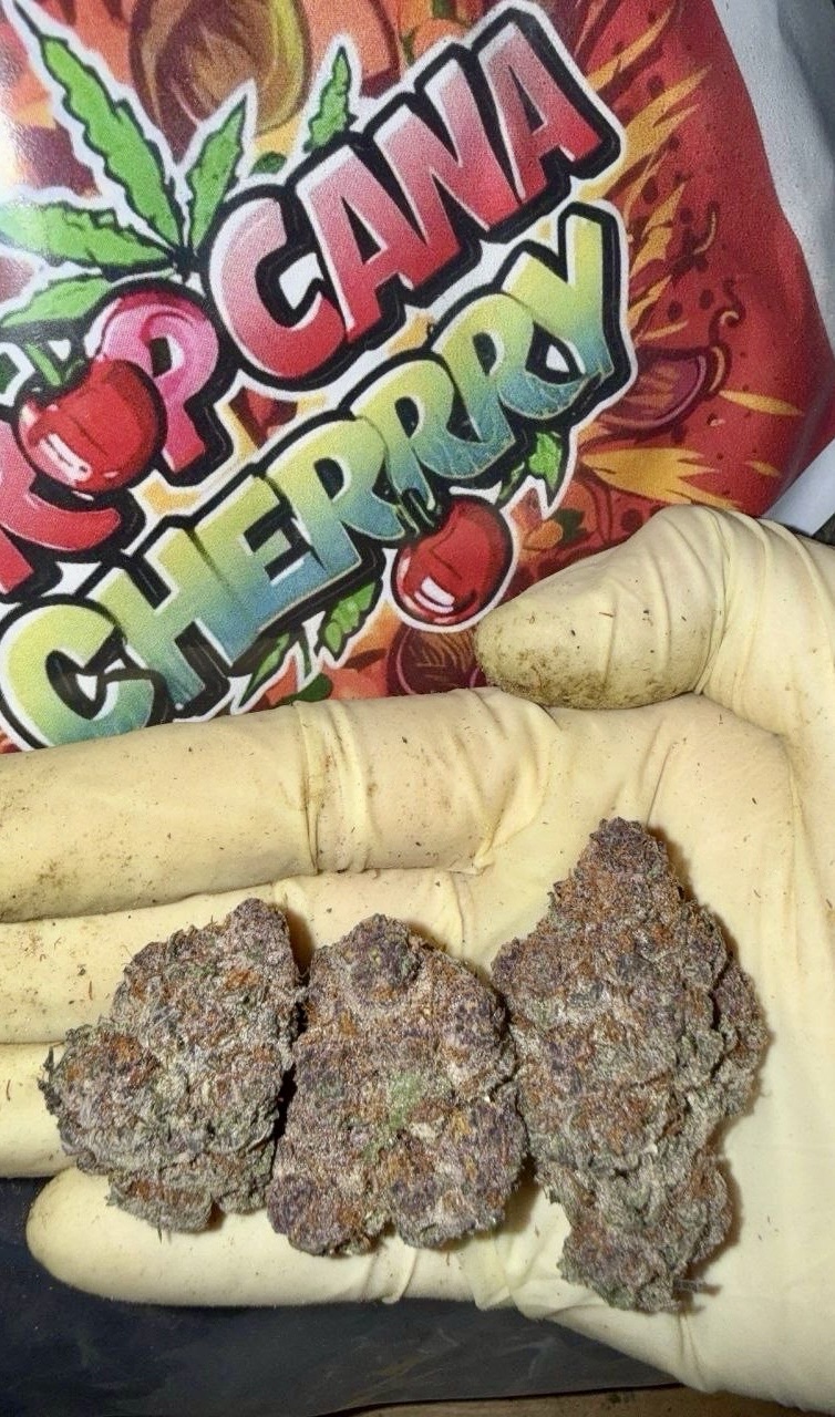 Cali Tropicana Cherry OG 🌿 Exotic Cali Fire! 🔥🍒