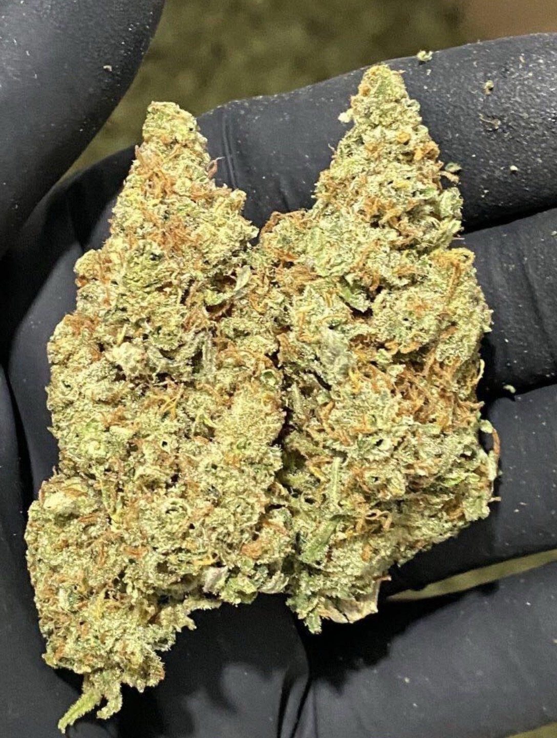 Super Silver Haze 🌿 Legendary Sativa Power!